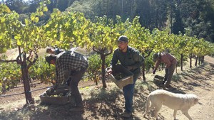 Part of the Schweiger crew picking 2016 Chardonnay