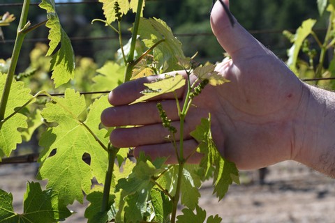 Young cluster in front of Andy's hand