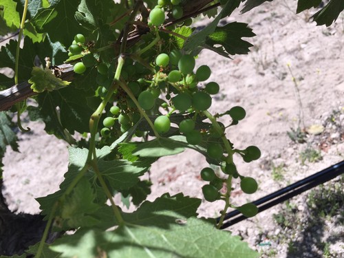 Cabernet Sauvignon berries after pollination. About four weeks pre-verasion.