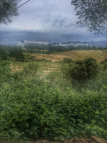 a little bit of rain makes for a beautiful landscape