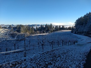 Snow on Spring Mountain District Vineyard